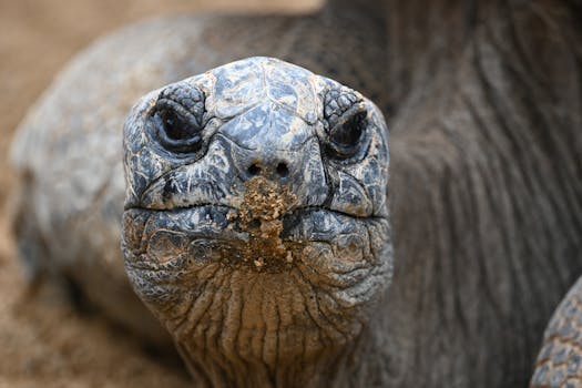 Seaside Jewel Hotels in Seychelles Aldabra Atoll Grandeur