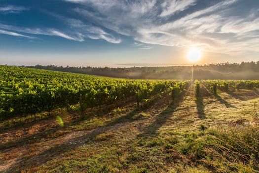 Vineyard Splendour Hotels in Italy Liguria Countryside